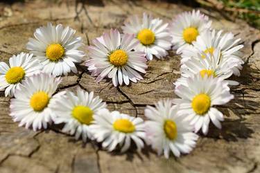 Gänseblümchen herz auf einer Holzscheibe